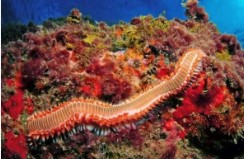 El gusano de fuego se multiplica en el&nbsp;Mediterráneo